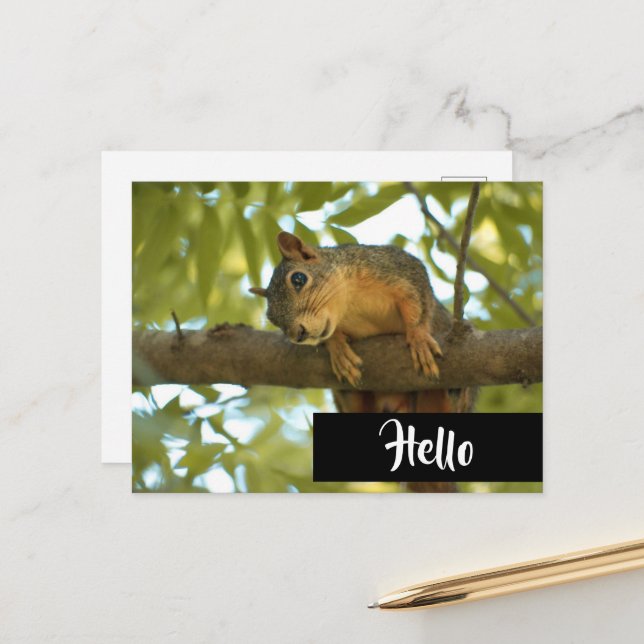  Cute & Curious Squirrel Nature Photography Hello Postcard (Front/Back In Situ)