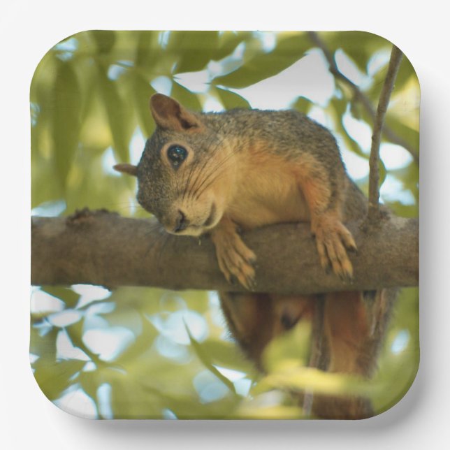 Cute & Curious Squirrel Nature Photography Paper Plates (Front)