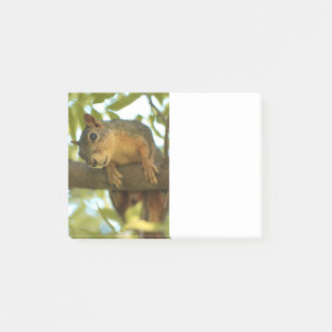 Cute & Curious Squirrel Nature Photography Post-it Notes