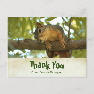 Cute Curious Squirrel Nature Photography Postcard