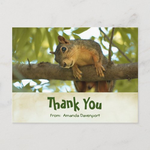 Cute Curious Squirrel Nature Photography Postcard