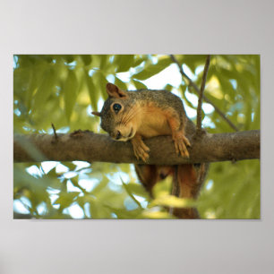 Cute & Curious Squirrel Nature Photography Poster