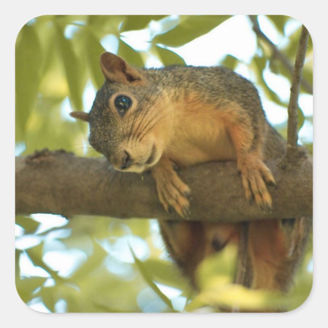 Cute & Curious Squirrel Nature Photography Square Sticker (Front)