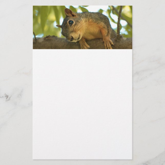 Cute & Curious Squirrel Nature Photography Stationery (Front)