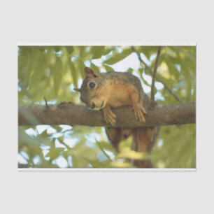 Cute & Curious Squirrel Nature Photography Tissue Paper