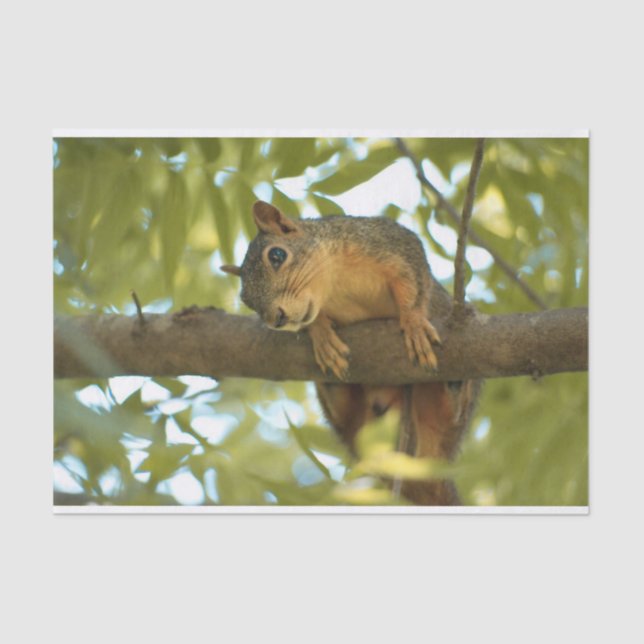 Cute & Curious Squirrel Nature Photography Tissue Paper (Front)