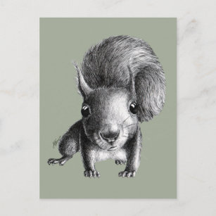 Cute Curious Squirrel Postcard
