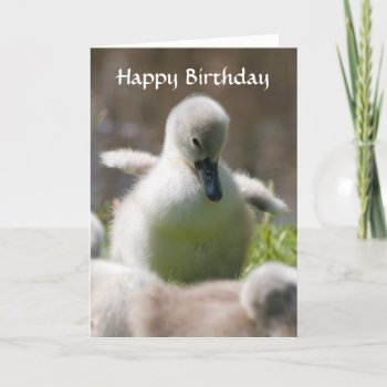 Cute Cygnet Baby Swan Happy Birthday Card by roughcollie at Zazzle