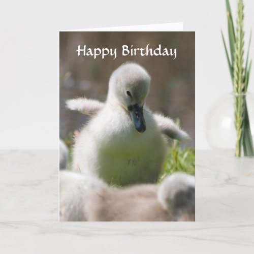 Cute cygnet baby swan happy birthday card