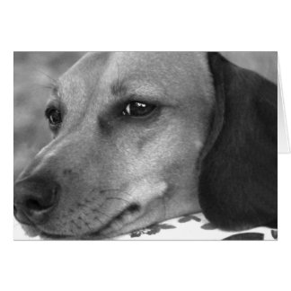 Cute dachshund cards