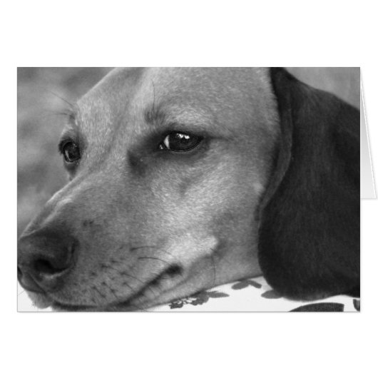 Cute dachshund cards (Front Horizontal)