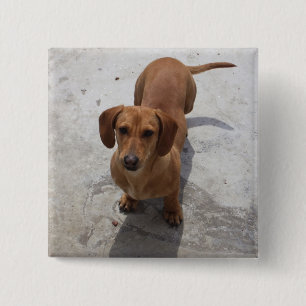 Cute Dachshund Collection Button
