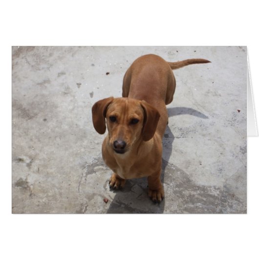 Cute Dachshund Collection Cards (Front Horizontal)