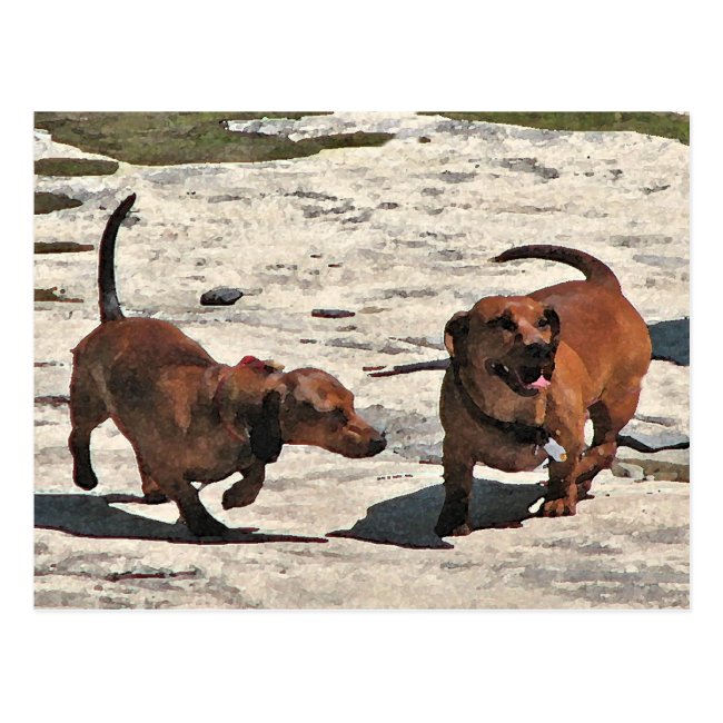 Cute Dachshund Dogs Playing in the Sun Postcard