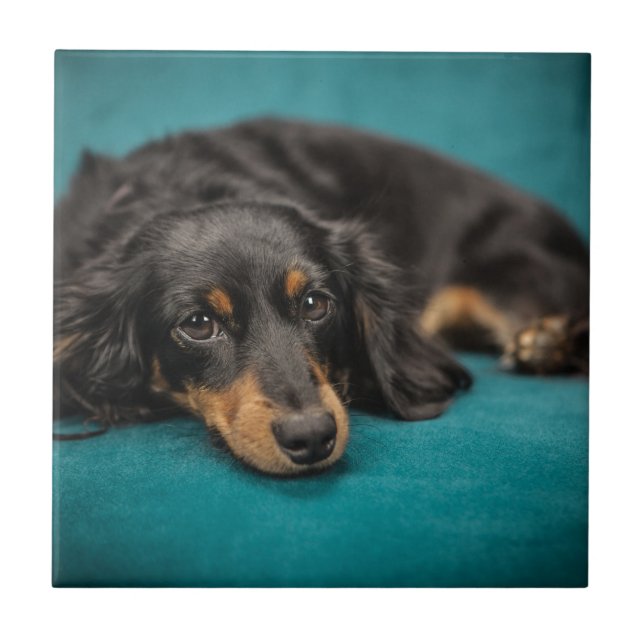 Cute Dachshund Laying Down Ceramic Tile (Front)