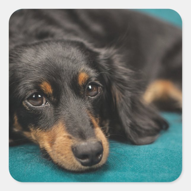 Cute Dachshund Laying Down Square Sticker (Front)