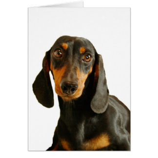 Cute Dachshund ( Miniature Brown Short Haired ) Cards