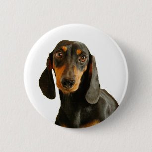 Cute Dachshund ( Miniature Brown Short Haired ) Pinback Button