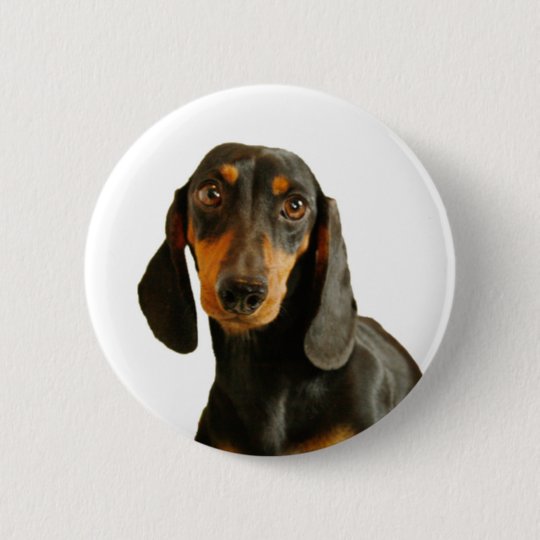 Cute Dachshund Miniature Brown Short Haired Pinback Button