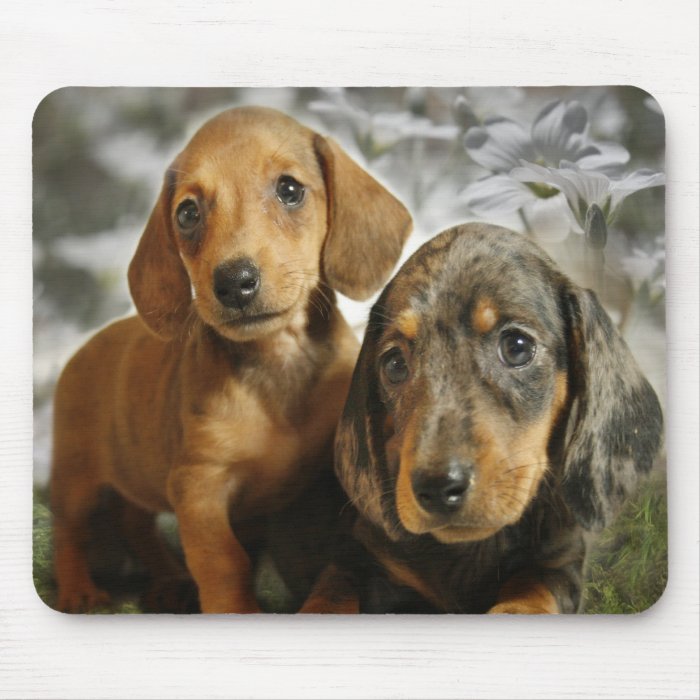 Cute Dachshund Puppies (Brown/Black) Mouse Pads