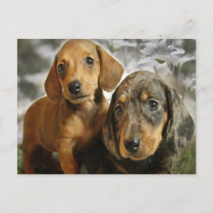 Cute Dachshund Puppies (Brown/Black) Postcard