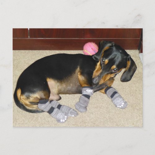 Cute Dachshund Wearing Socks Postcard