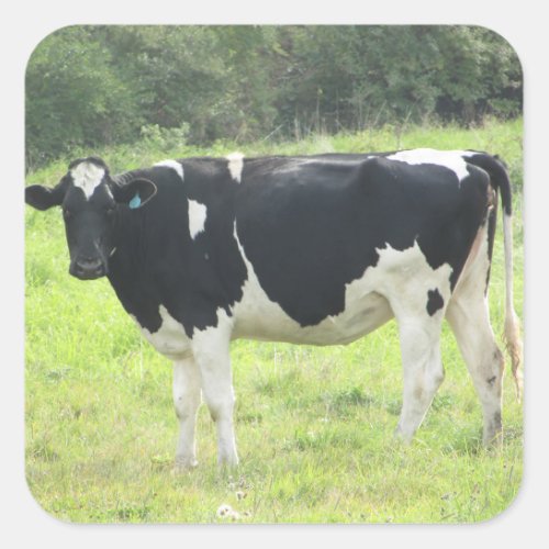 Cute Dairy Cow out at Pasture Farm Stickers
