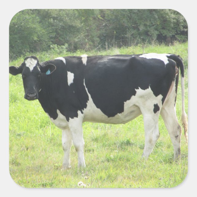 Cute Dairy Cow out at Pasture Farm Stickers (Front)