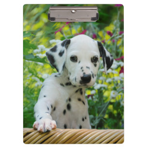 Cute Dalmatian Dog Puppy Portrait Pet Photo - on Clipboard