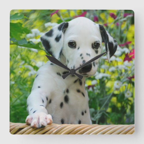 Cute Dalmatian Dog Puppy Portrait Photo _ acrylic Square Wall Clock
