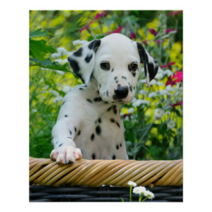 Cute Dalmatian Dog Puppy Portrait, Photo Poster