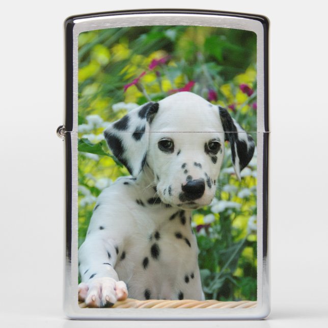 Cute Dalmatian Dog Puppy Portrait Photo  windproof Zippo Lighter (Front)