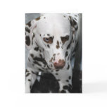 Cute Dalmatian Greeting Cards