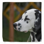 Cute Dalmatian Puppy Bandana