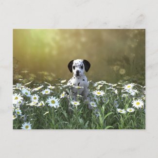 Cute Dalmatian Puppy in Daisies