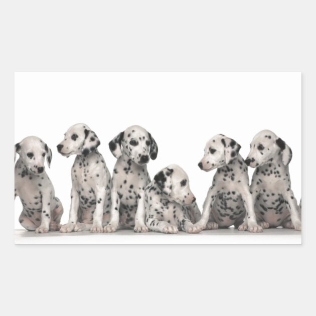 PERSONALISED ADDRESS STICKY LABELS Craft & Gift Stickers DALMATION PUPPY DOGS 