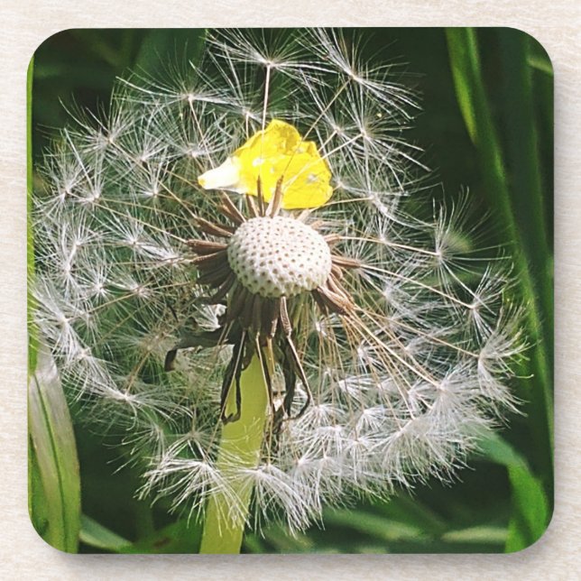 Cute dandelion beverage coaster (Front)