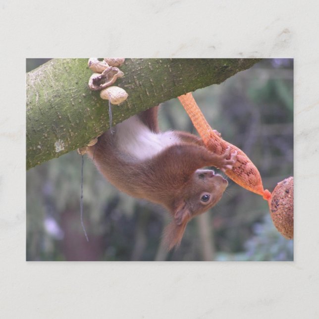Cute Dangling Squirrel DIY Postcard (Front)