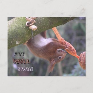 Cute Dangling Squirrel Get Well Soon Postcard