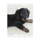 Cute Daschund Postcard