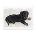 Cute Daschund Postcard