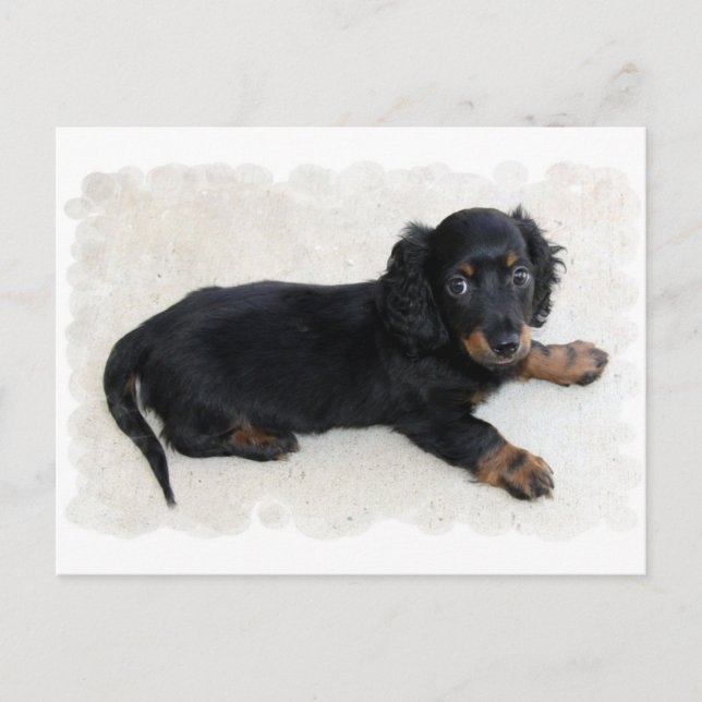 Cute Daschund Postcard (Front)