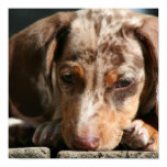 Cute Daschund Puppy Poster