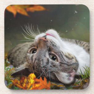 Cute Daydreaming Tabby Cat in an Autumnal Forest Beverage Coaster