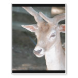 Cute Deer Temporary Tattoos