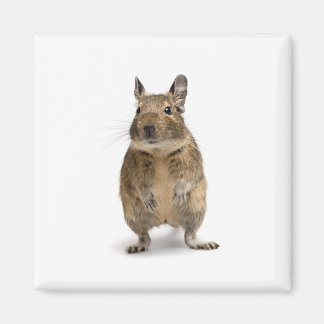 Cute degu magnet