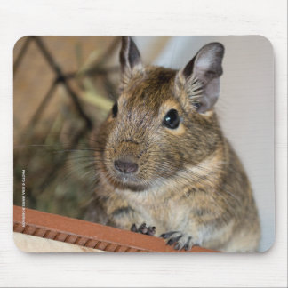 Cute Degu Mouse Pad