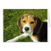 Cute Dog (Front Horizontal)