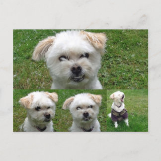 Cute Dog 3 Picture Postcard