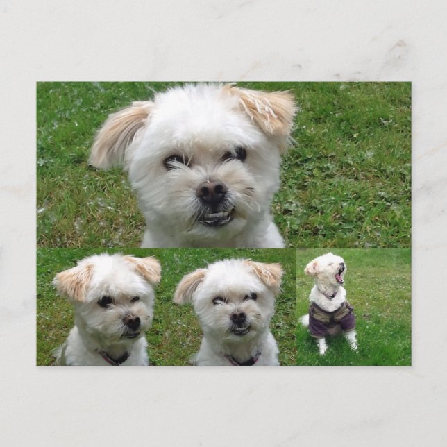 Cute Dog 3 Picture Postcard (Front)